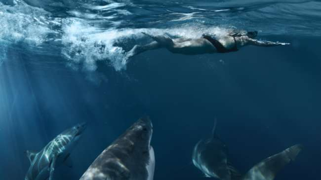 ilustrasi serangan hiu, foto oleh Shutterstock 