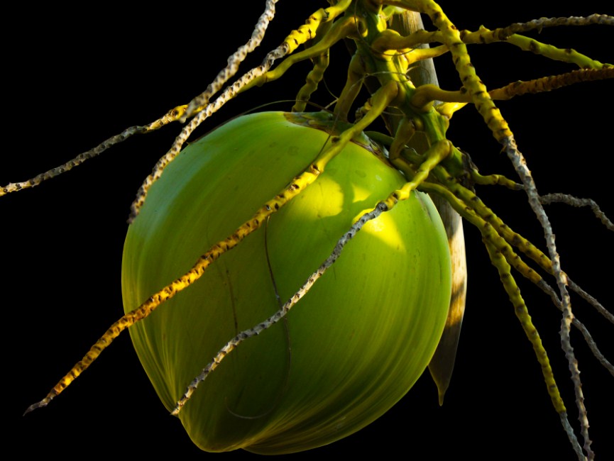 salah satu Obat Penumbuh Rambut Tradisional yang terkenal ialah kelapa hijau